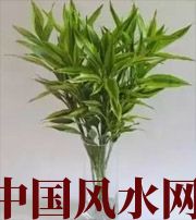 白山十二生肖养什么植物最旺财运？你知道吗！
