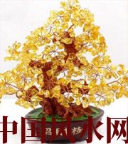 白山买了招财植物却不能发财，是方位摆错了！